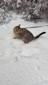 Snö för första gången 