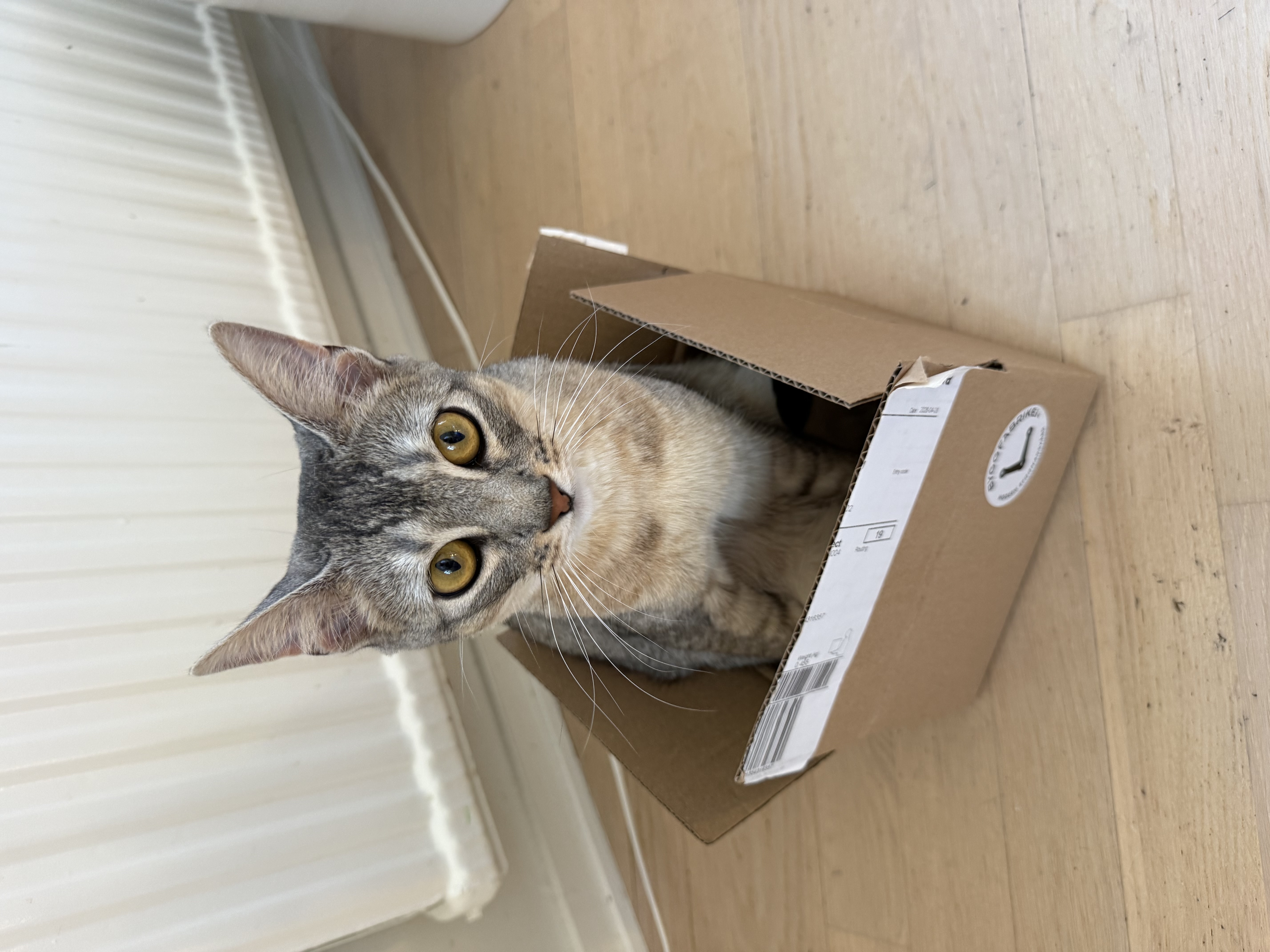 MG got a box.